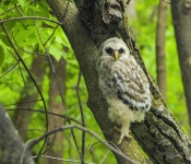 BarredOwl601